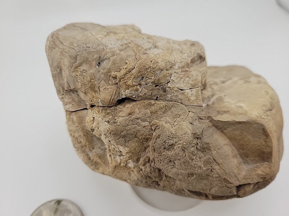 Egg Fossil Permineralized Compression Reptile Egg Fossil