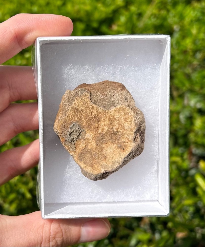 Hell Creek Fossil Dinosaur Bone Chunk in Display Box Cretaceous Montana