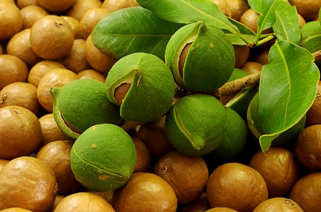 Fresh Raw shelled unsalted Macadamia Nuts 12 oz
