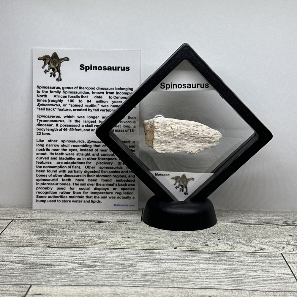 Spinosaurus Extinct Dinosaur Bone Fossil in Display Case