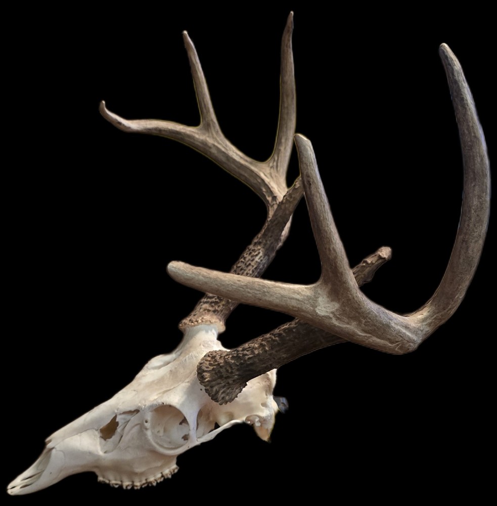 European deer mount white tail