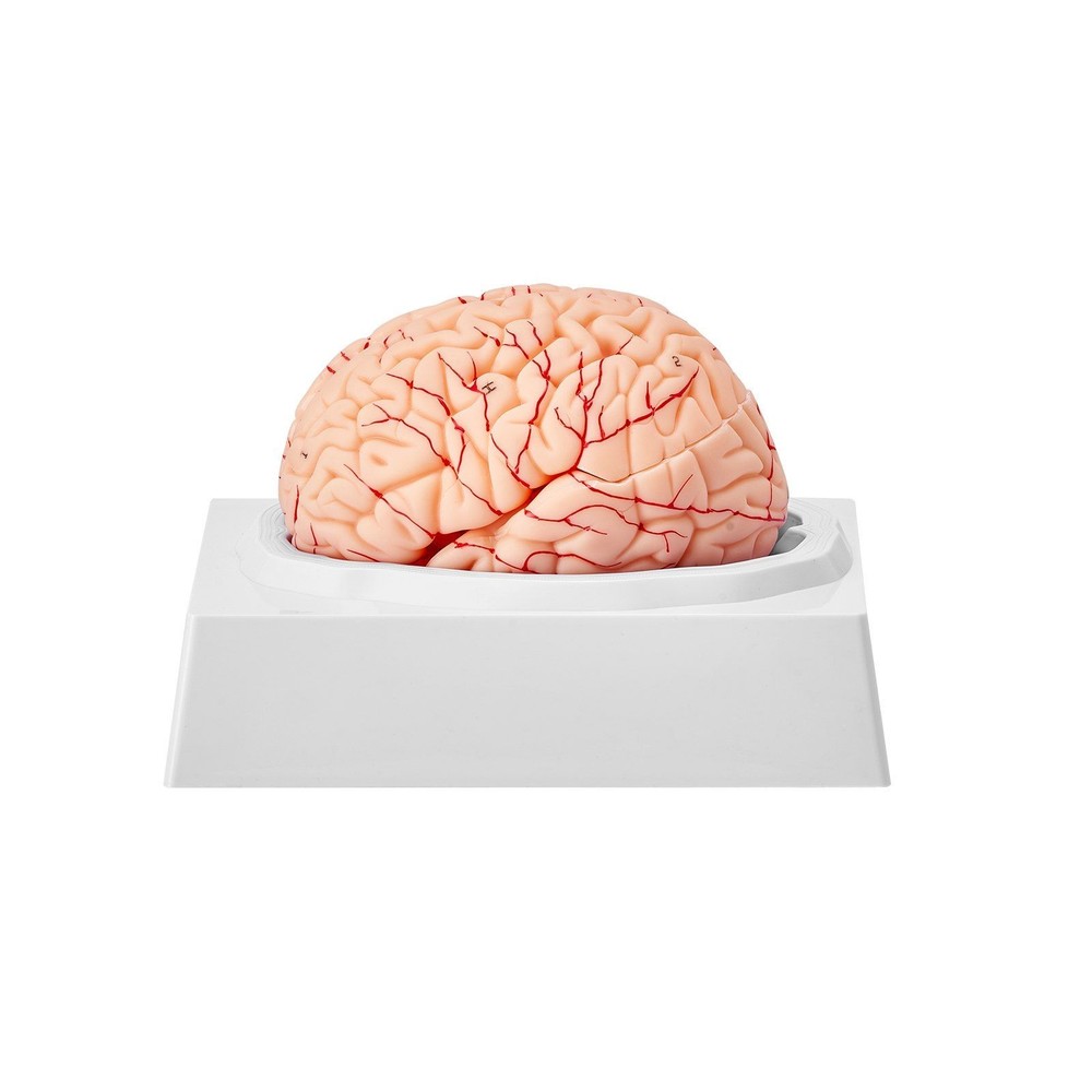 Advanced 9-Part Brain Replica 1:1 Realistic Features Labeled with Base