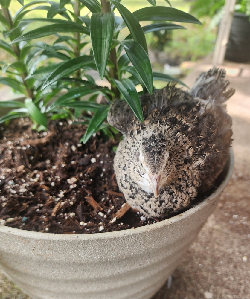 100+ Celadon Coturnix Quail Hatching Eggs
