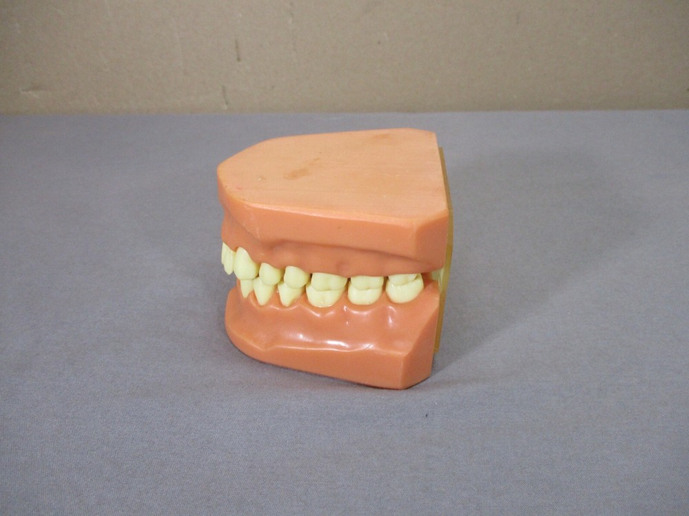 Dentist Typodont Dentoform Dental Model Teeth Overbite Tooth Display Hinged Set