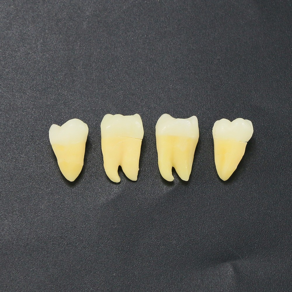 32Pcs Dental 1:1 Permanent Removable Teeth Natural Size for Teach Study Model