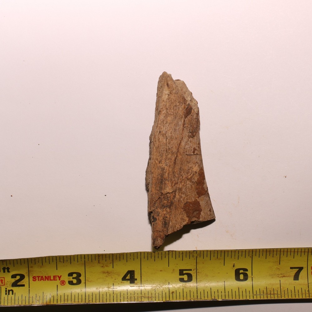 Small Dinosaur Rib Piece - Hell Creek Formation - Authentic Dino Fossil Real!!