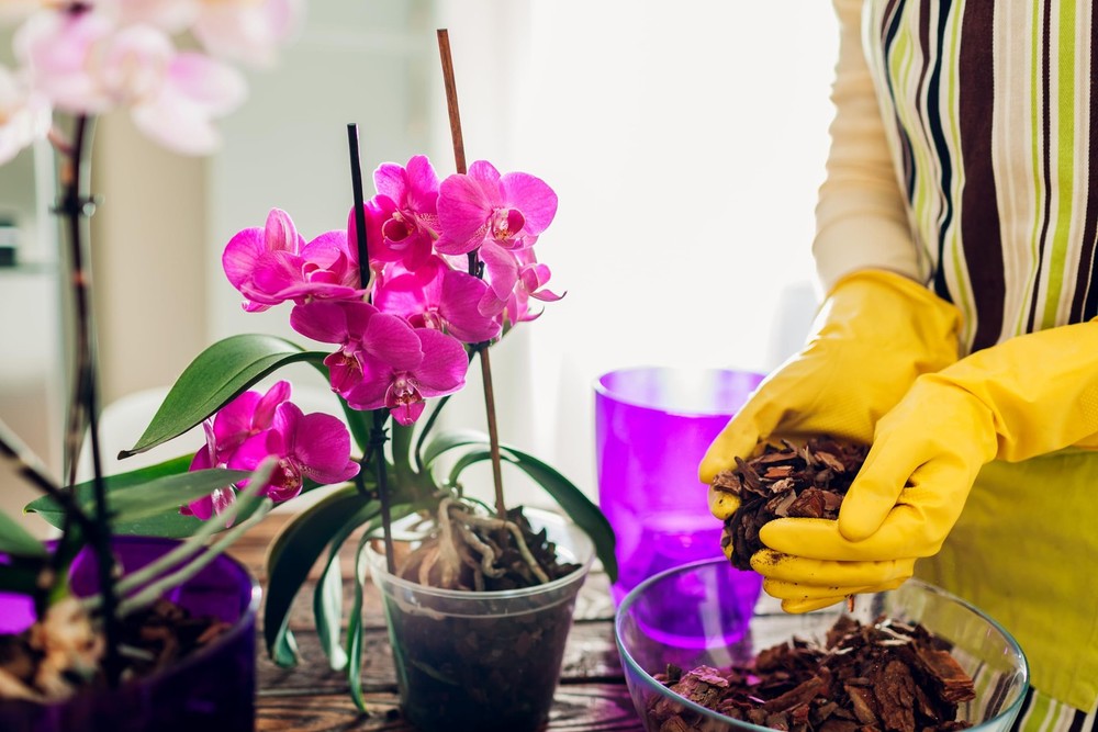 Sun Bulb 5011 Phalaenopsis Mix, 8 Quarts