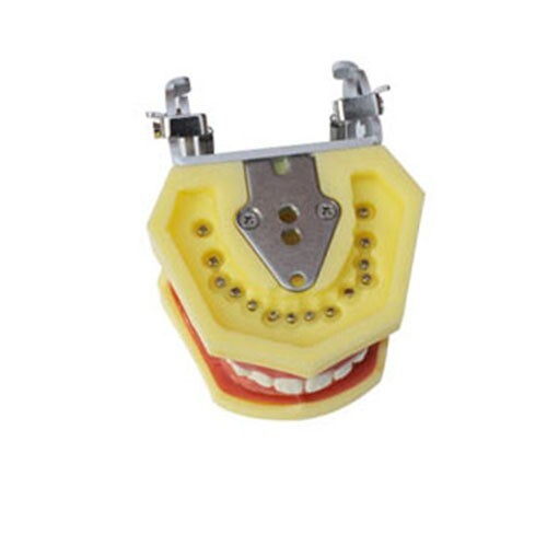 Teeth Model,Demonstration Teeth Model Standard Study Teaching Model