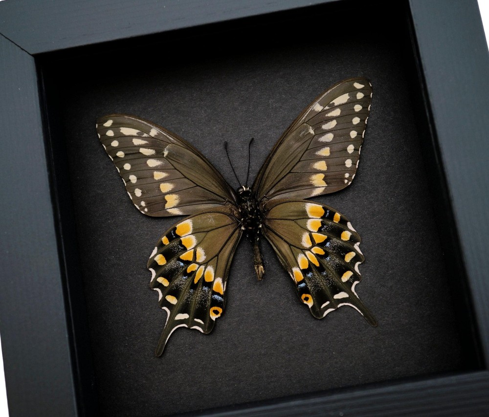 Real Framed Butterfly Eastern Black Swallowtail Papilio polyxenes Moonlight