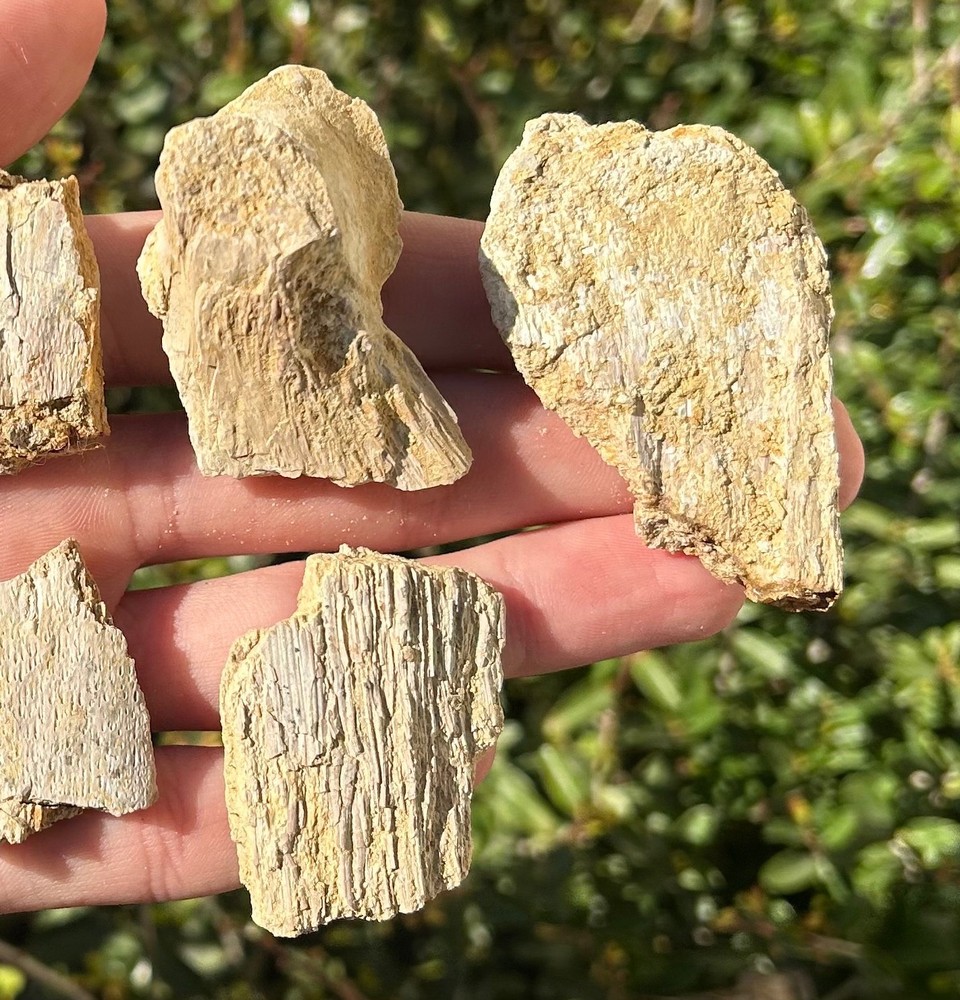 Fossil Marine Bones Lot Texas Cretaceous Dinosaur Bones
