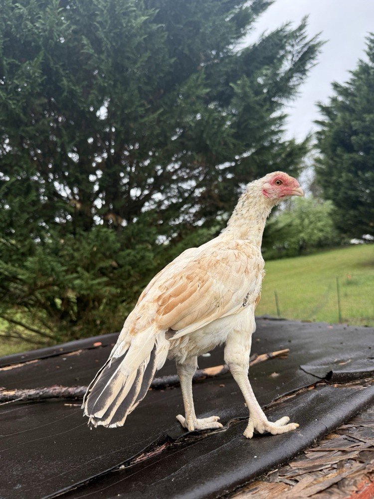 Pakistani Chicken Pullet Hatching Eggs
