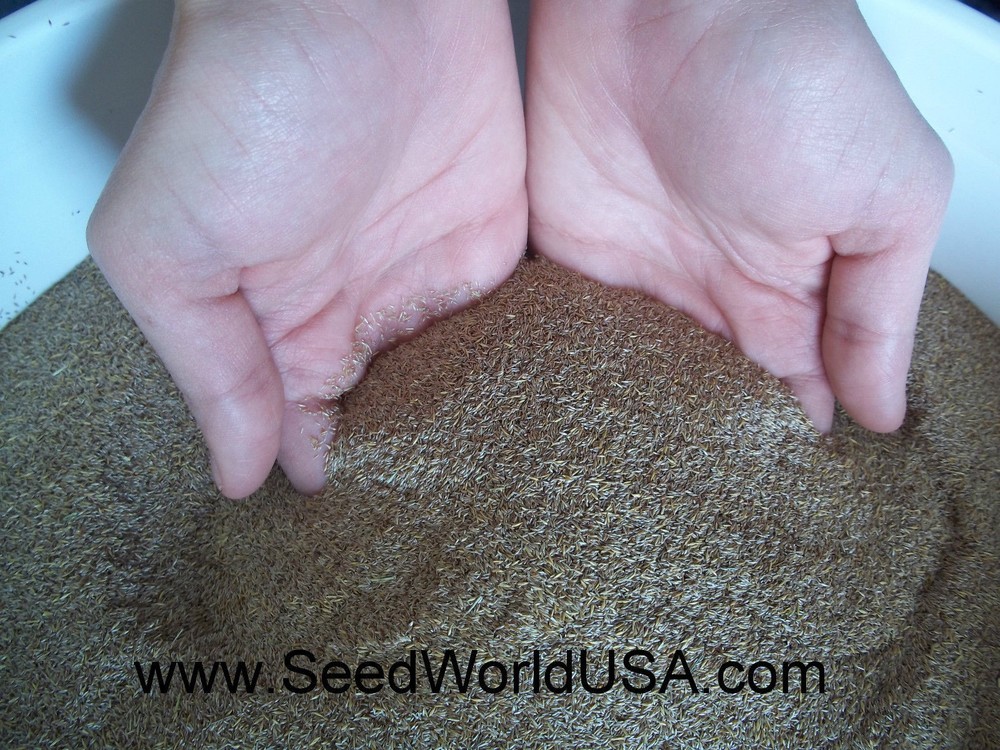 Penncross Creeping Bentgrass Seeds - 2 Lbs. (Certified)