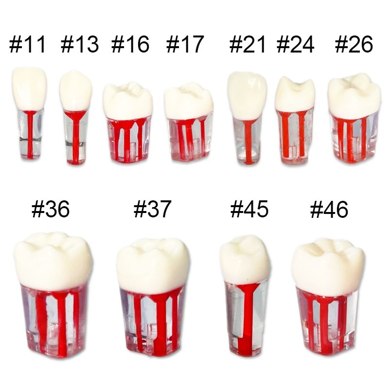 10pcs Dental Root Canal Practice Teeth Model Pulp Cavity Study RCT Endo Practice