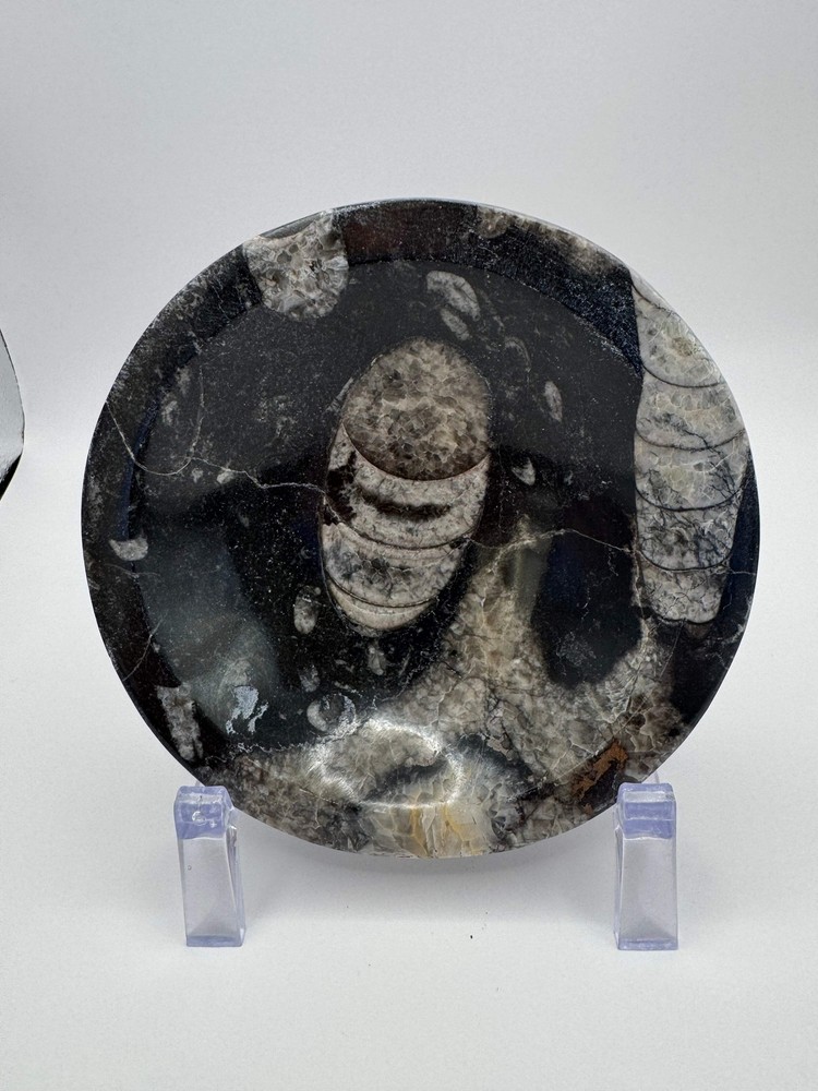 Orthoceras Polished Bowl