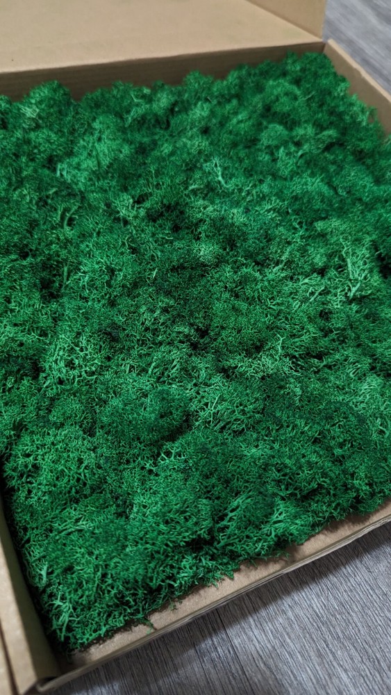 Preserved Moss