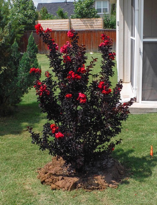 Ruby Thunderstruck Crape Myrtle Starter Lagerstroemia Rooted "STARTER" Plant