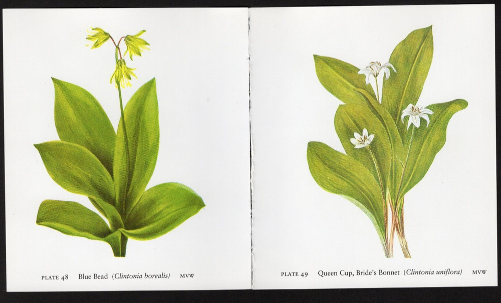 Tiny Junk Journal Florals The Clintonia - Queen's Cup etc, 2 Illustrations
