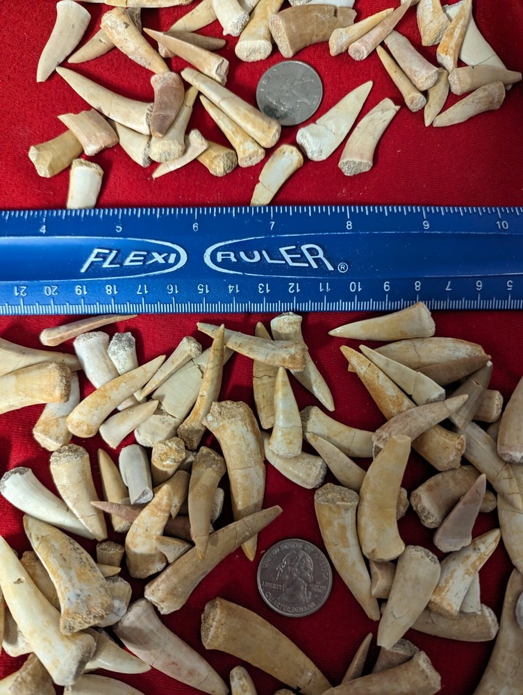 1 fossil Enchodus Dinosaur Fish  Tooth per lot.