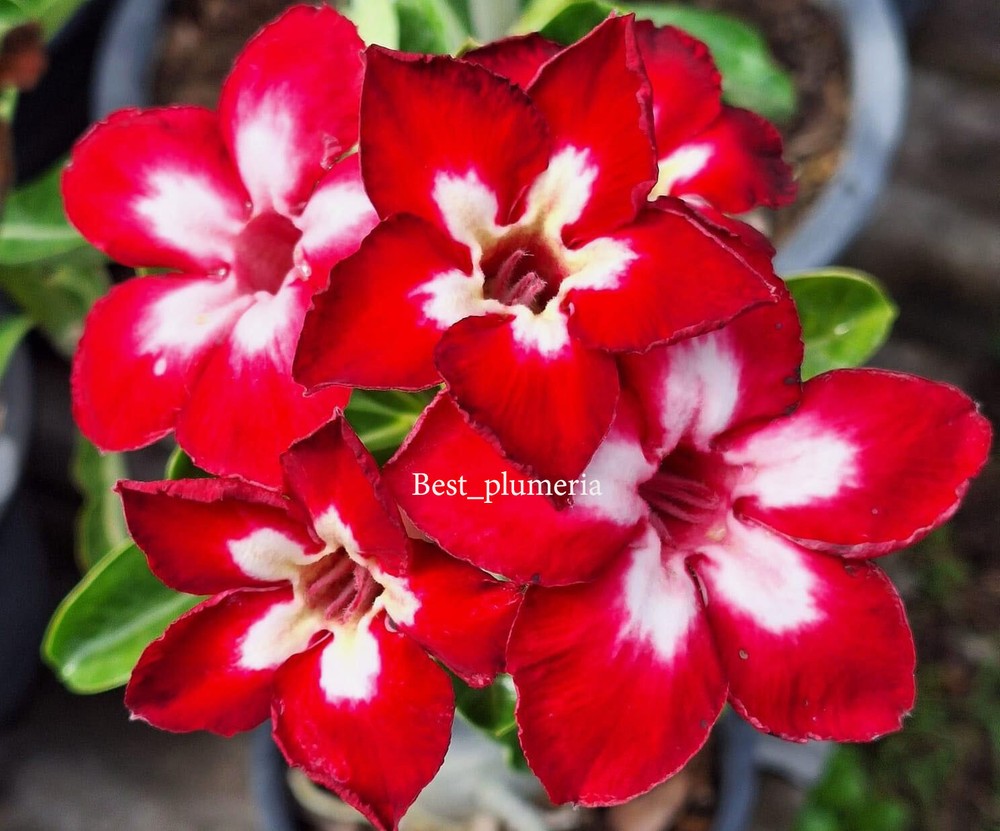 Adenium Obesum Desert Rose " Ruby " 150 Seeds