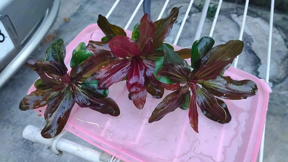 Amazon Sword Echinodorus (Red Pearl) Small