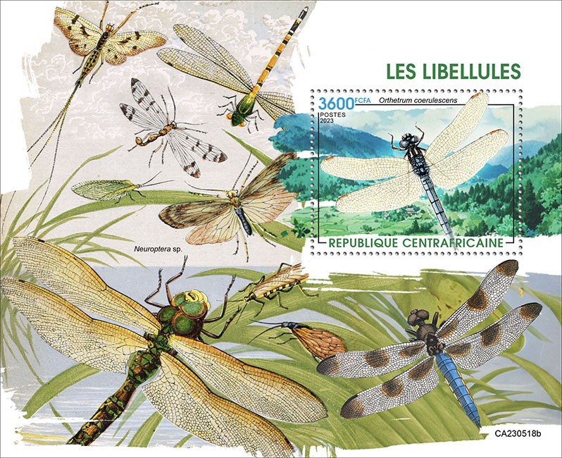 Dragonflies