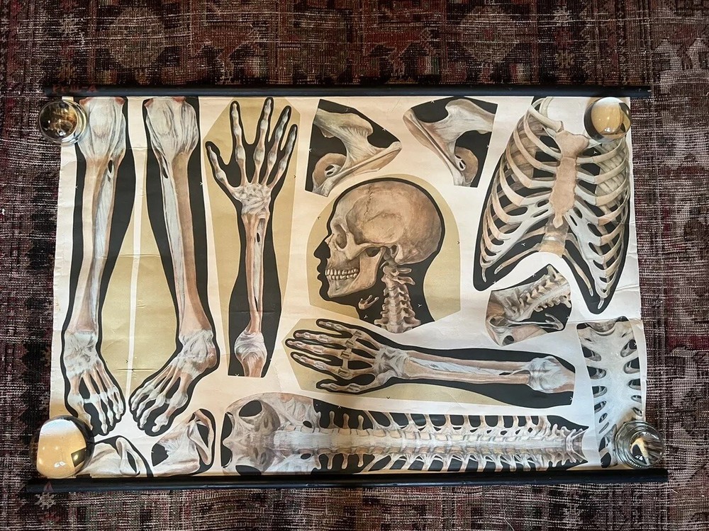 Pull Down Anatomical School Chart. Beautiful Colors! Original 1960s!