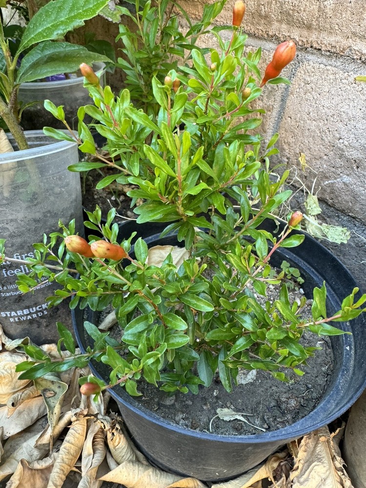 Dwarf Pomegranate, Bonsai Pomegranate 7”+ Inches