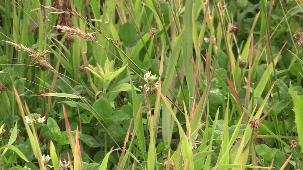 Arrest Max Selective Grass Control Herbicide Specifically Developed for Deer Foo