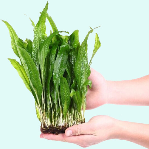 Java Fern Microsorum Pteropus Driftwood Live Aquarium Plants