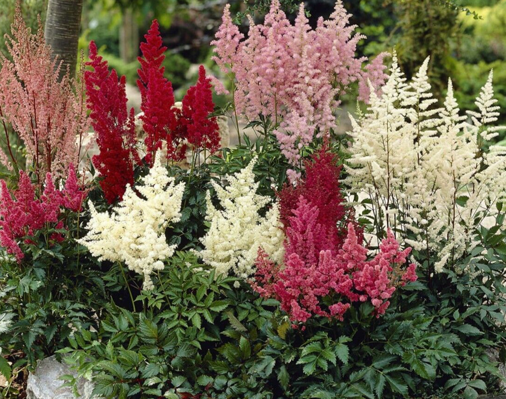 Astilbe arendsii, mixed hybrids, 40+ seed