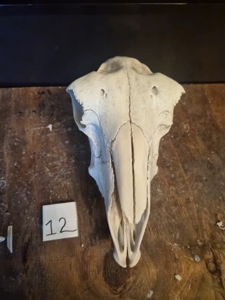 Sheep Skull