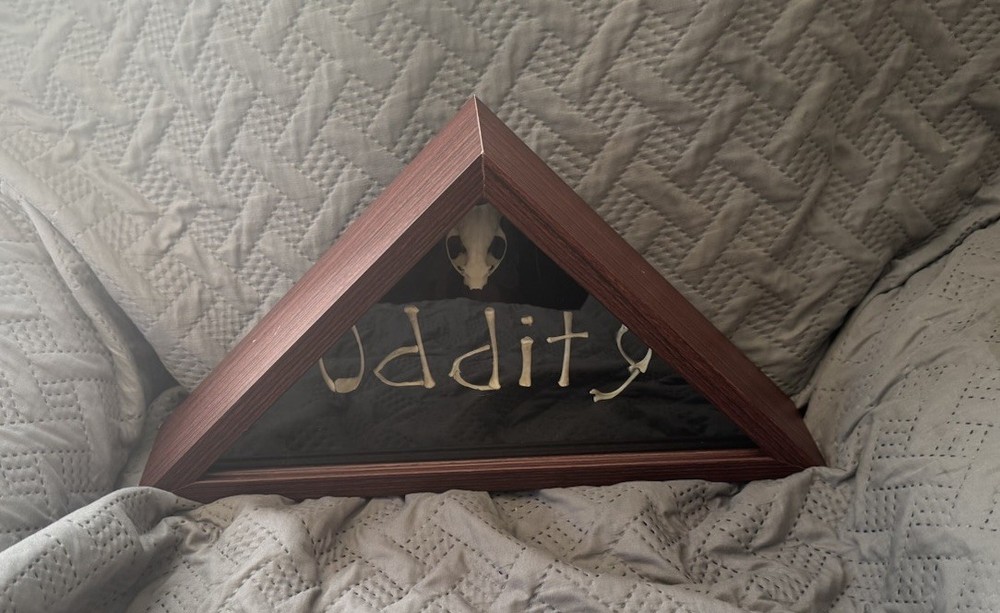 Shadowbox Oddity Art  W/ Real  Bones