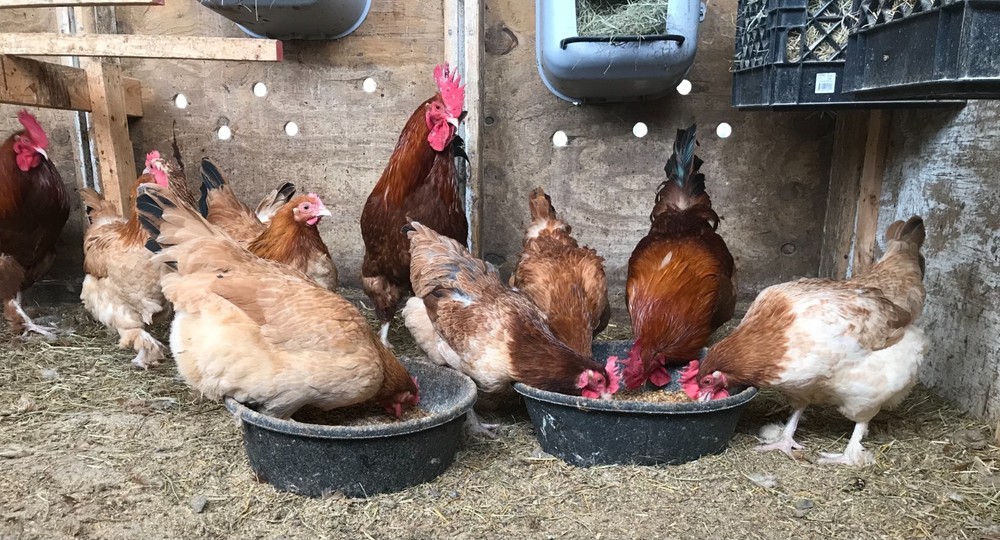 10++ Black Tail Red Marans Hatching Eggs - Cedar Hill Marans