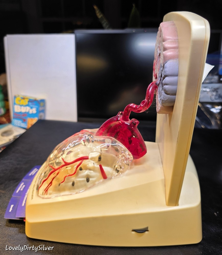 FREAKY 3D Human Functioning Heart and Brain Lighted Display Model