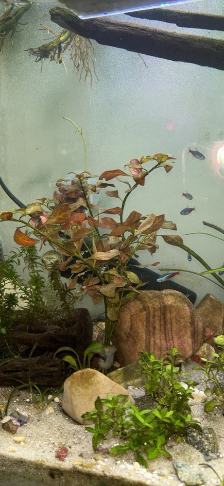 Beginner aquarium plant bundle