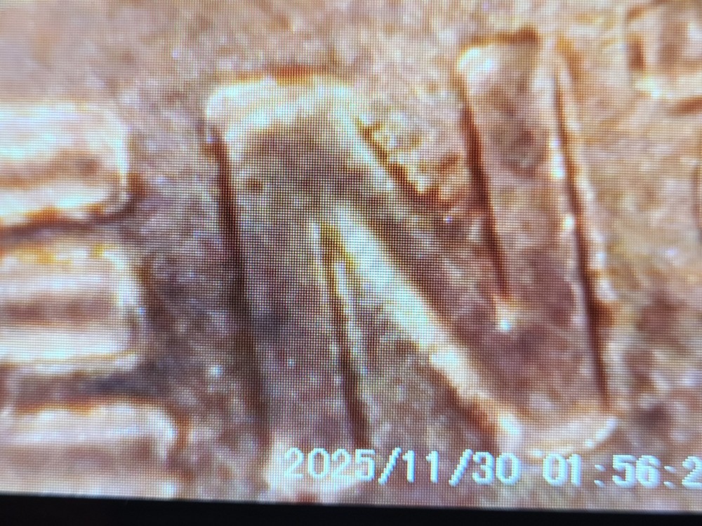 2022 D Penny With Errors..!