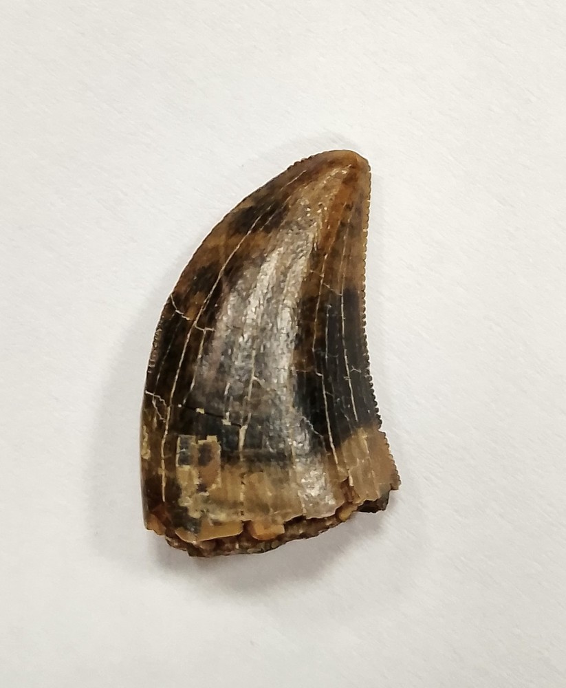 High quality Albertosaurus tooth from the Judith River Formation