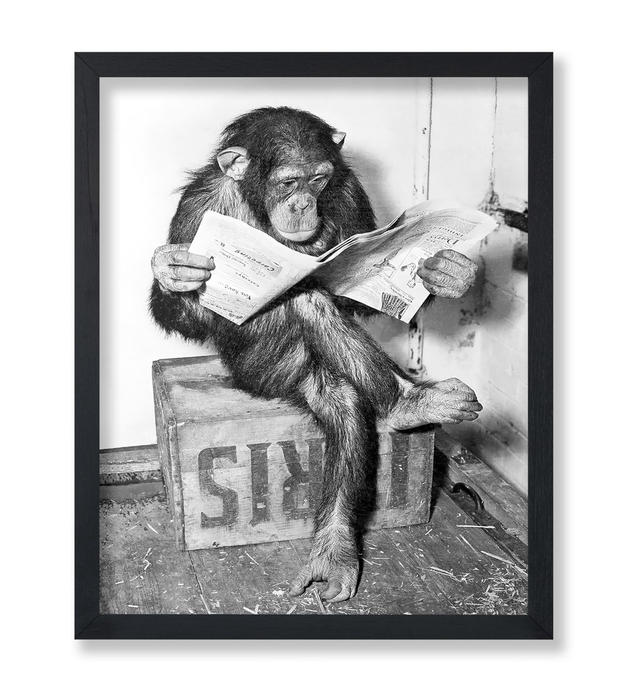 Poster Master Chimpanzee - Monkey Reading 8"L x 10"W,