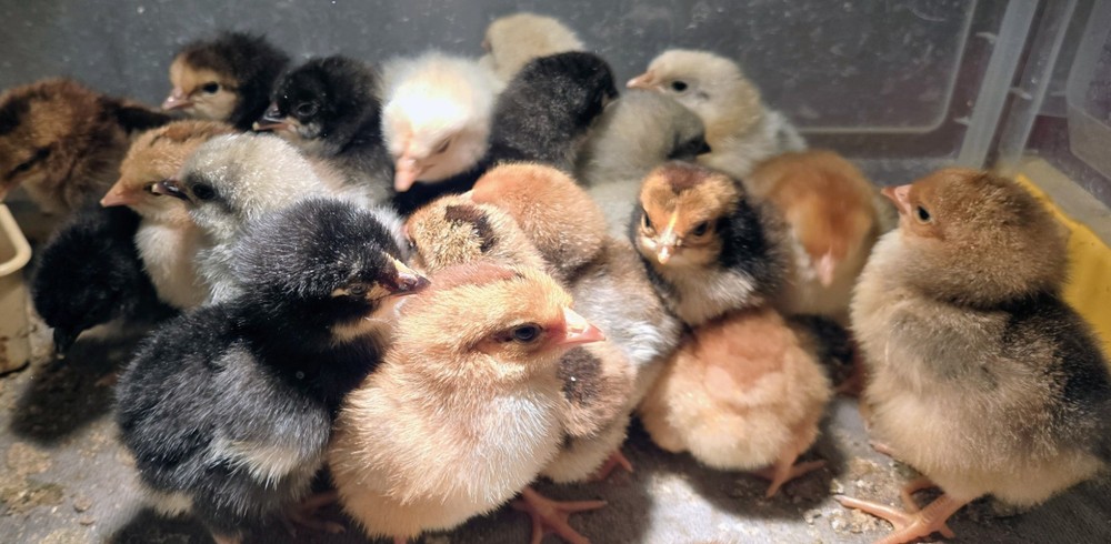 Dozen Mixed Assorted premium heritage Chicken Hatching Eggs