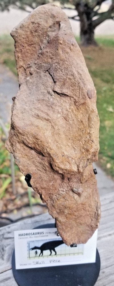 Nice Hadrosaurus Skull Section Fossil Specimen Cretaceous Hell Crk MT Recent Dig