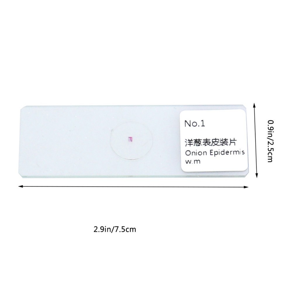 10 PCS/Set Microscope Slide Preparation Kit Insect Observation Tool