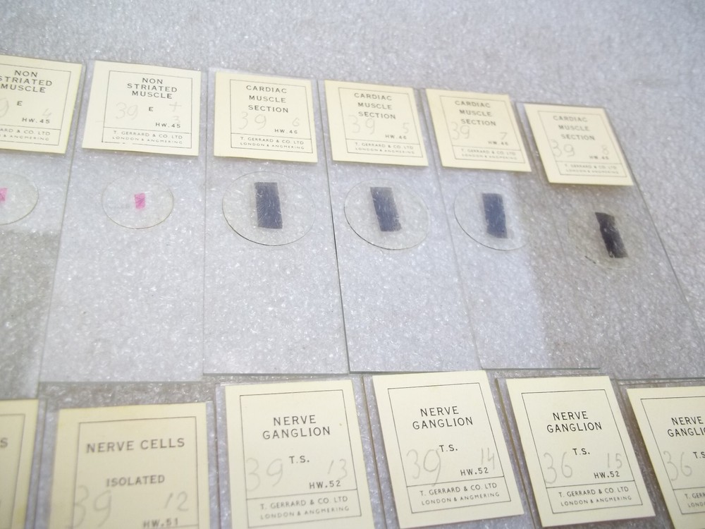 Vintage Glass Microscope Slides -