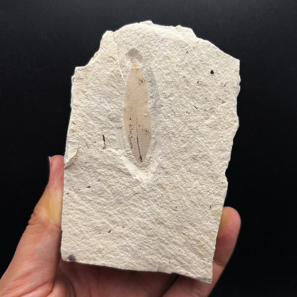 LEAF FOSSIL - Miocene - Erdobenye - HUNGARY BA71