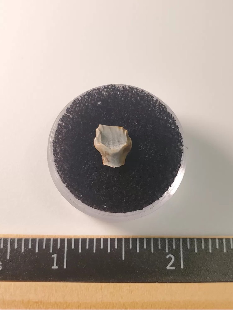 Ankylosaur Tooth