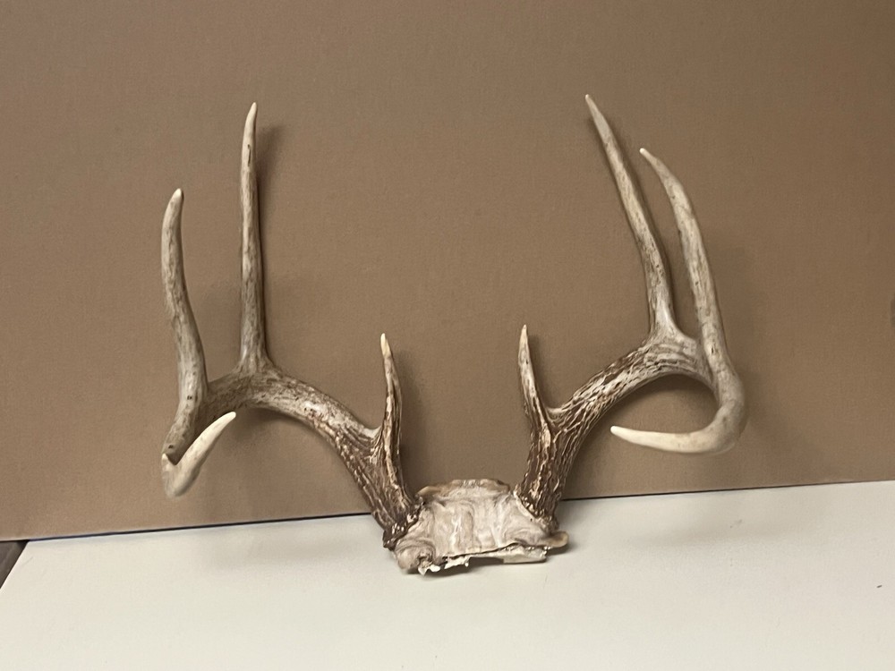 Deer Rack