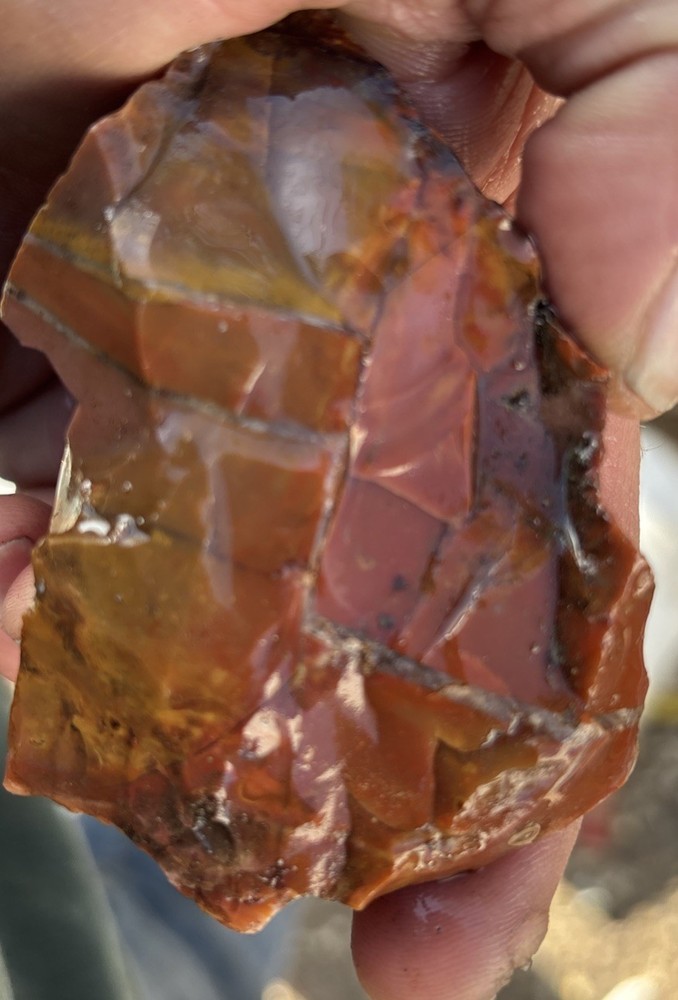 Colorful petrified wood