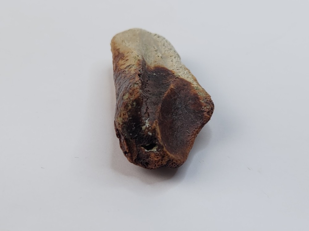 Crocodilian Surangular Jaw Skull Bone Fossil - Judith River Fm. - MT
