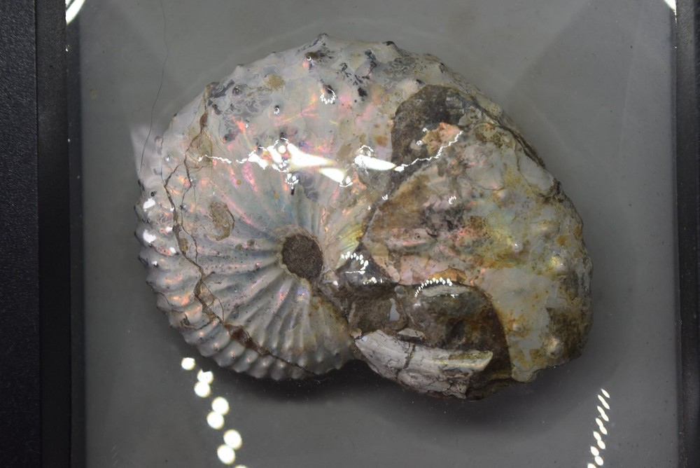 Fossilized Rainbow Ammonite Fossil Likely Douvilleiceras
