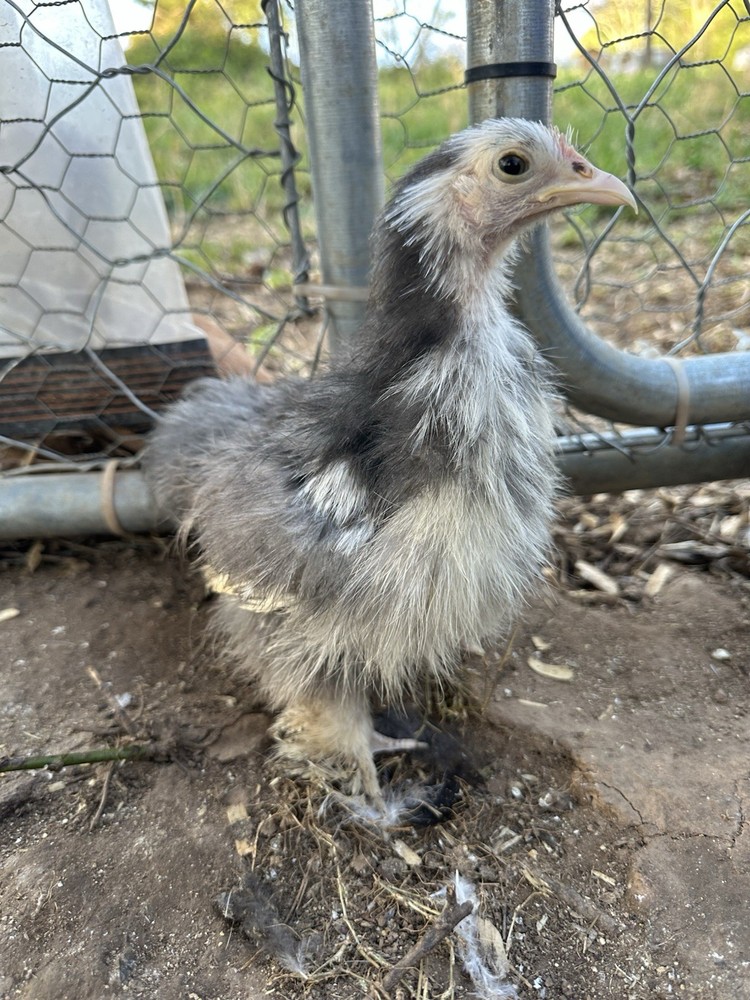 Bantam Cochin blue/black mottled Hatching Eggs