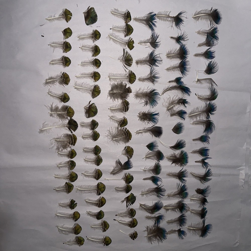 95 pc peacock  feathers lot ref #2208